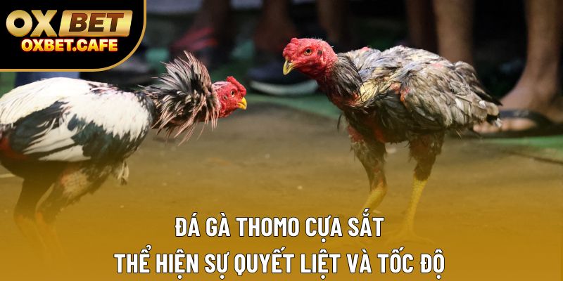 Đá gà Thomo cựa sắt thể hiện sự quyết liệt và tốc độ Đá gà Thomo cựa sắt thể hiện sự quyết liệt và tốc độ