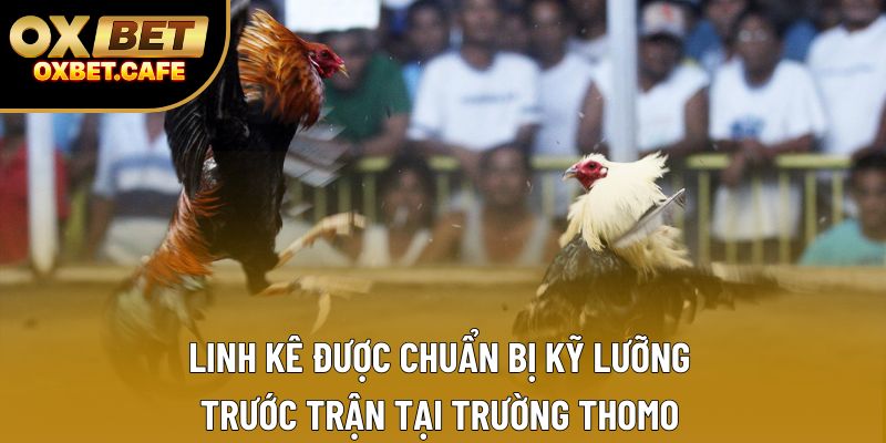 Linh kê được chuẩn bị kỹ lưỡng trước trận tại trường Thomo Linh kê được chuẩn bị kỹ lưỡng trước trận tại trường Thomo
